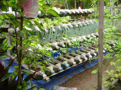 tái chế chai nhựa thành vườn rau